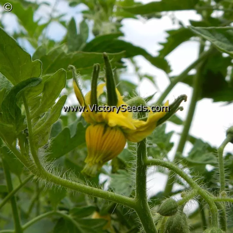 Cartwright's Mortgage Lifter Tomato