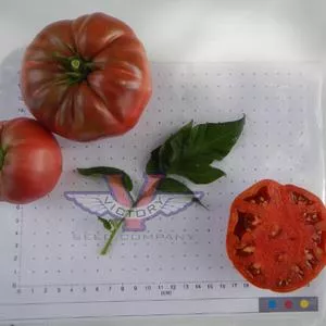 Price's Purple Tomato