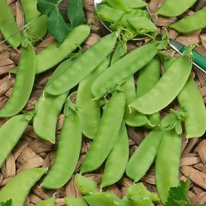 Mammoth Melting Snow Pea