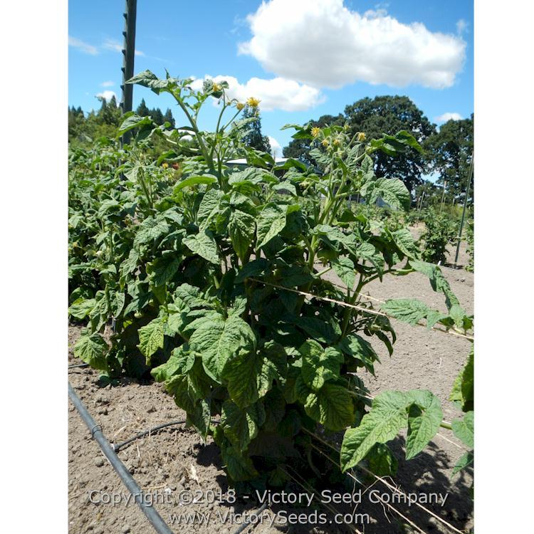 Wilpena Tomato