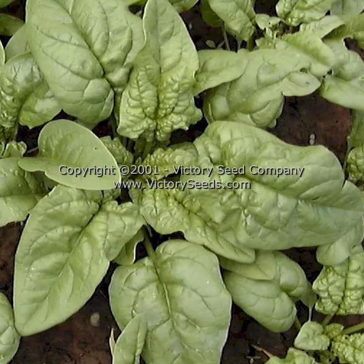 Bloomsdale Longstanding Spinach