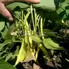 Golden Wax Improved (aka Topnotch) Bush Snap Garden Bean