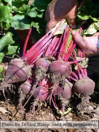 Early Wonder Tall Top Beet