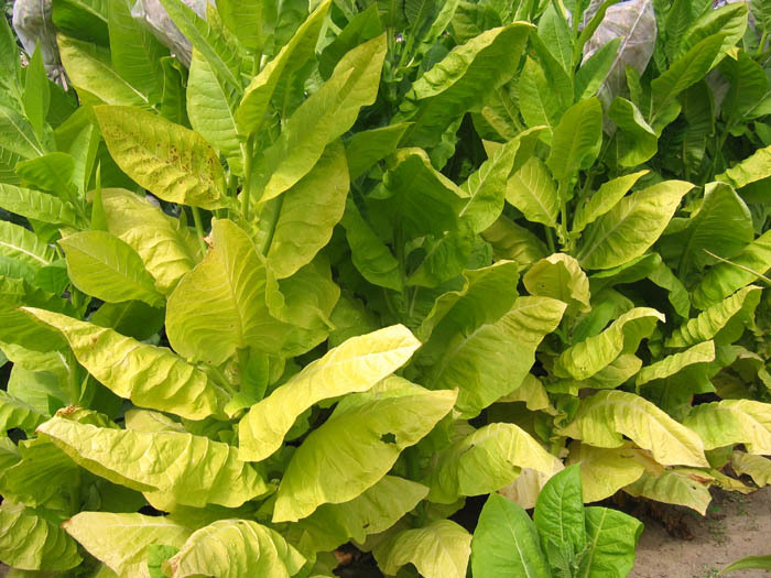 Shargo Tobacco