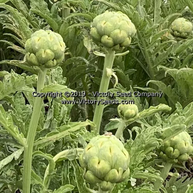 Imperial Star Artichoke