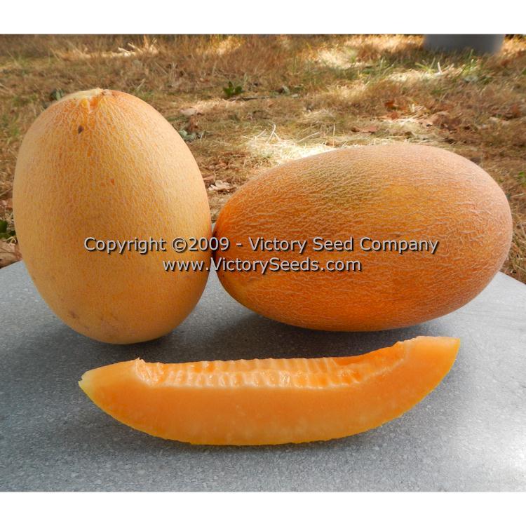 Altaiskaya Melon