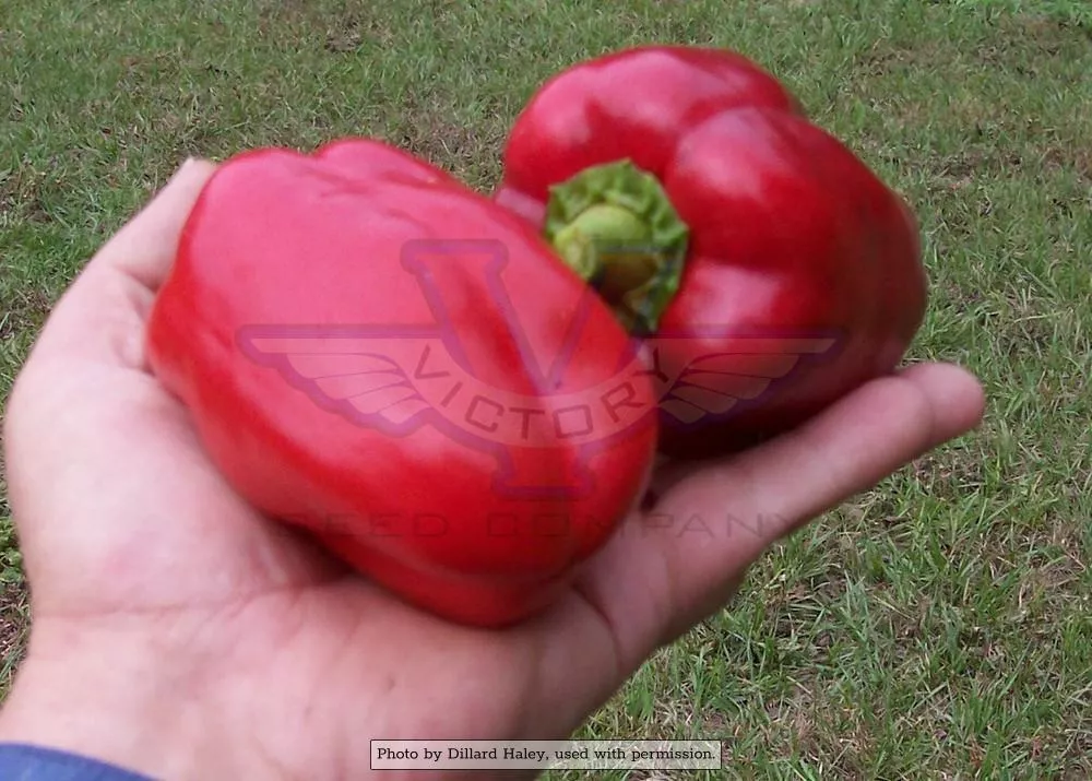 California Wonder (Bell) Pepper