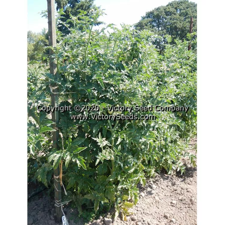Dwarf Johnson's Cherry Tomato