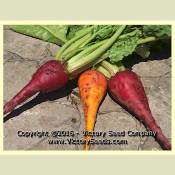 Three Root Grex Beet