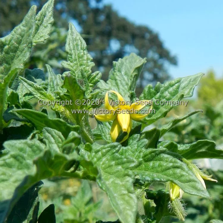 Dwarf Johnson's Cherry Tomato