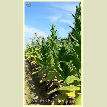 Maryland Mammoth Tobacco