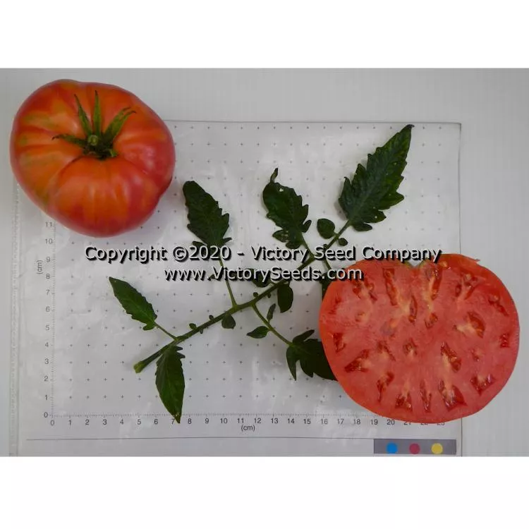 Anna Dutka Family Heirloom Tomato
