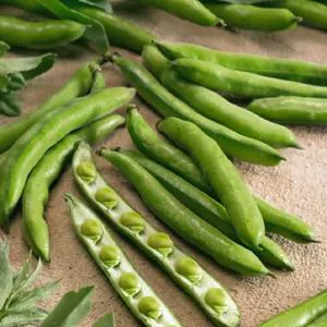 Fava Beans