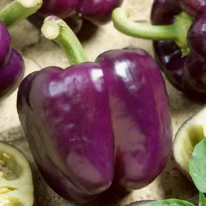 Purple Beauty Bell Pepper