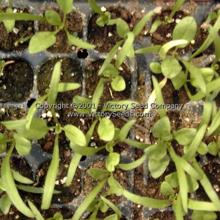 Bloomsdale Longstanding Spinach