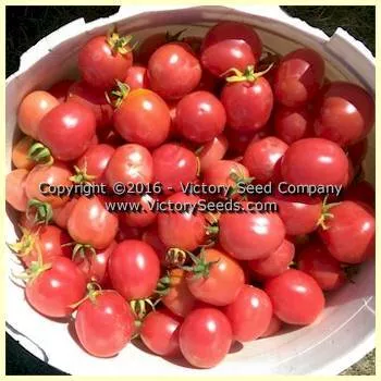 Porter Tomato