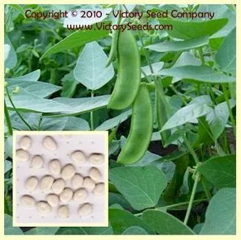 Henderson's Bush Lima Bean