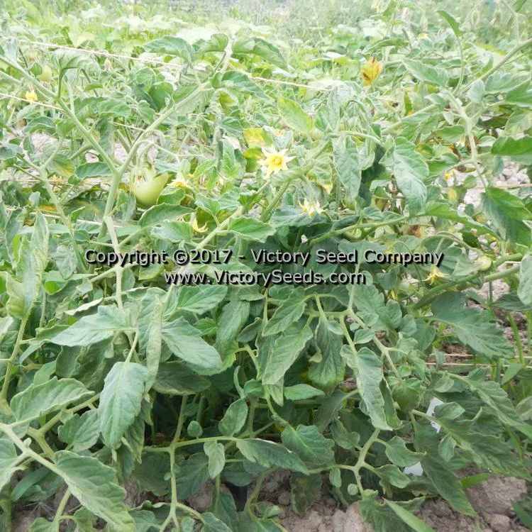 Salsa Tomato