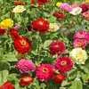 Zinnia, State Fair Mix