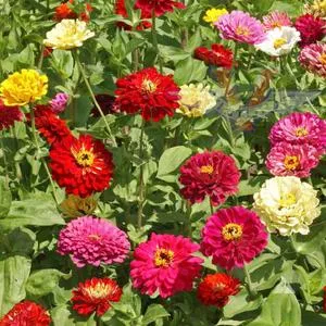 Zinnia, State Fair Mix
