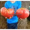 Shackelford Giant Pink Tomato