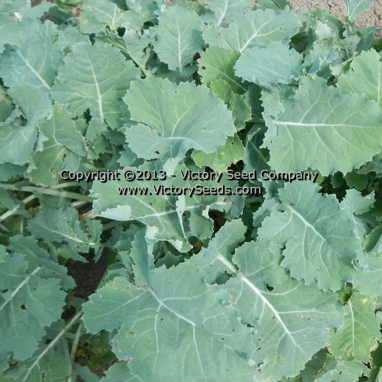 Premier Kale
