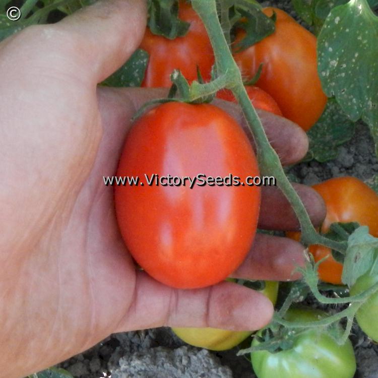Heidi Tomato