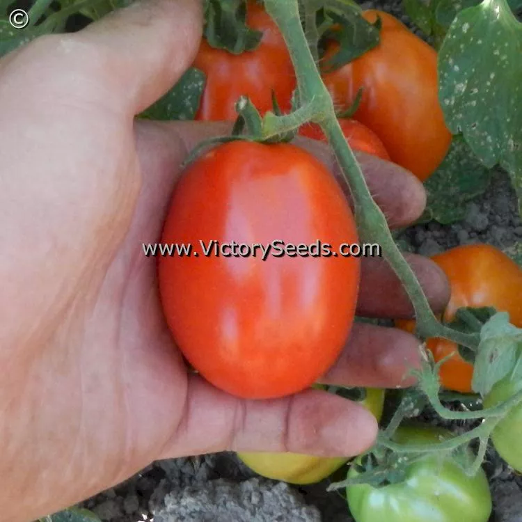 Heidi Tomato