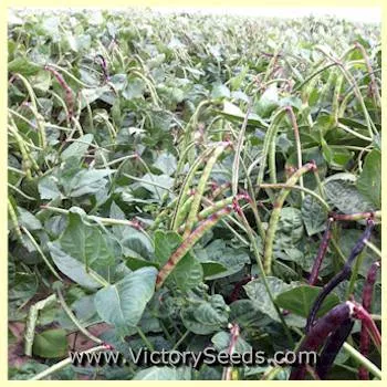 Coronet Southern Pea (Improved Pinkeye Purplehull)
