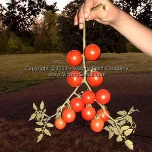 Royal Red Cherry Tomato