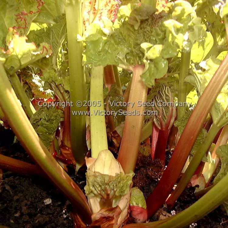 Victoria Rhubarb