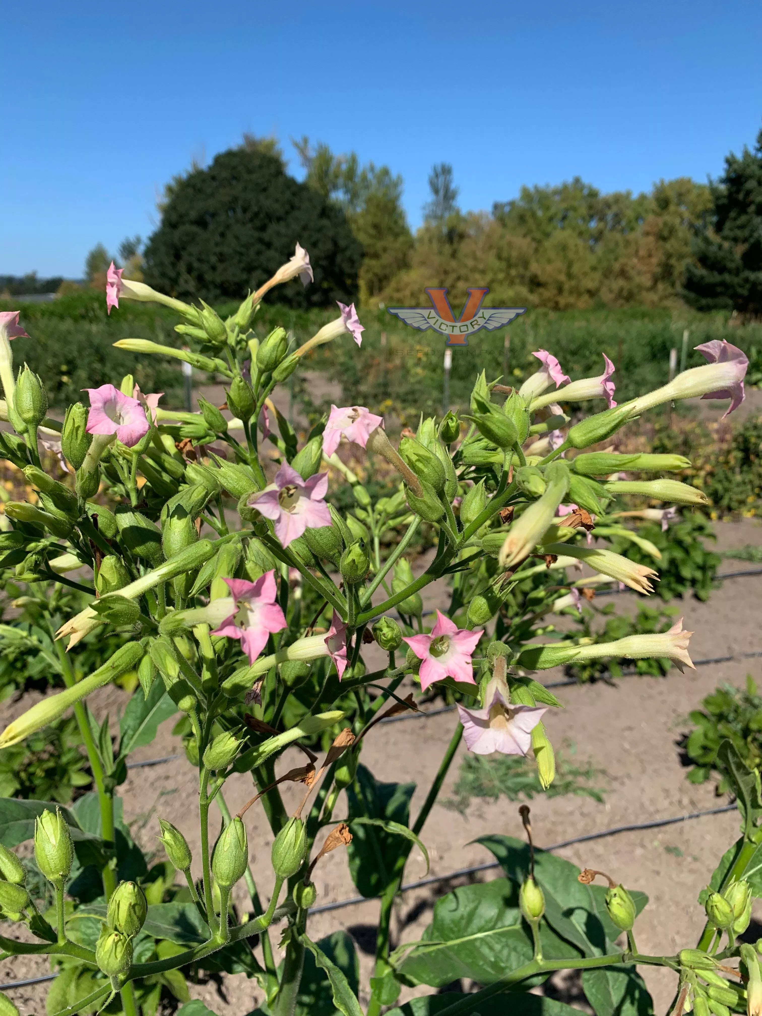 Mississippi Heirloom Tobacco
