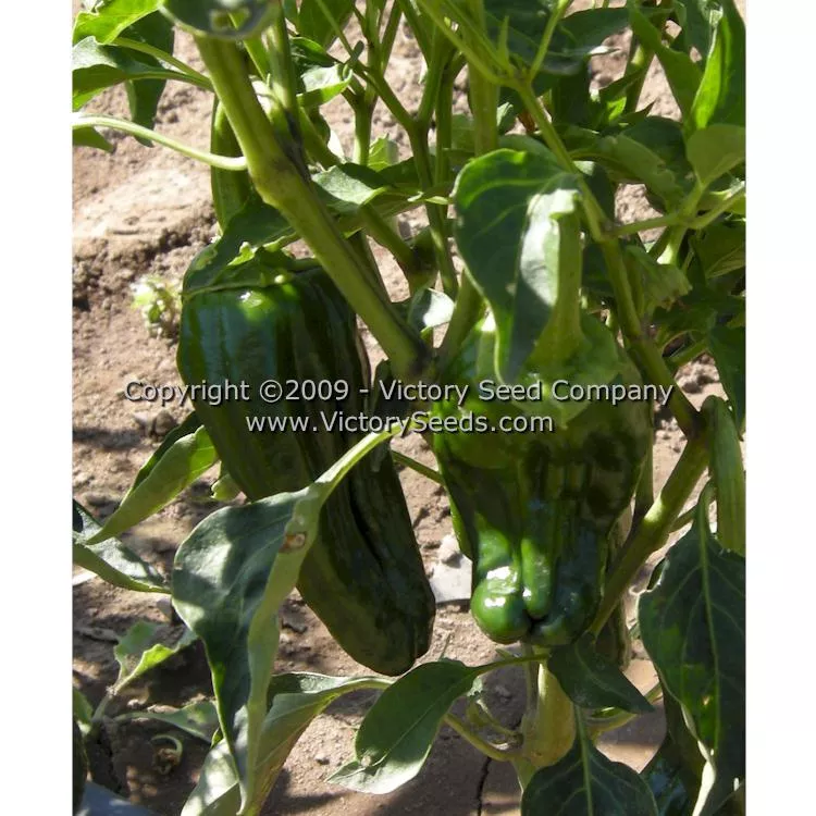 Poblano (Ancho) Hot Pepper