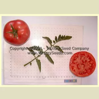 Livingston's Rosy Morn Tomato