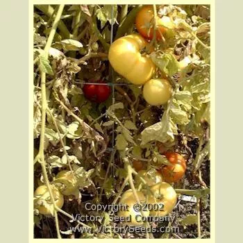 Livingston's Honor Bright Tomato
