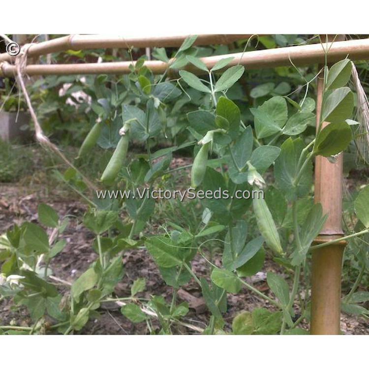 Sugar Ann Sugar Snap Pea