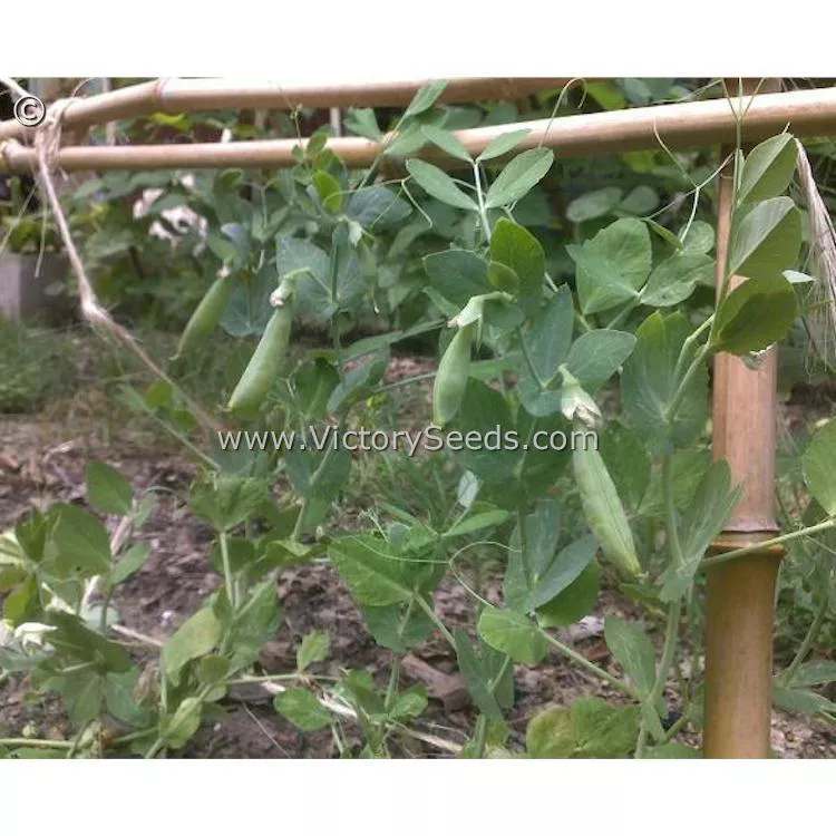Sugar Ann Sugar Snap Pea
