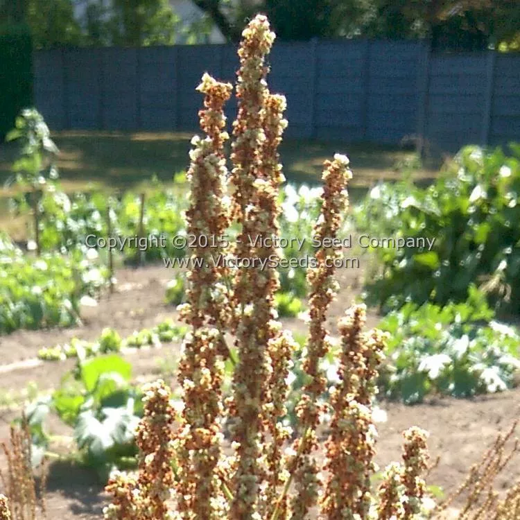 Sorrel, Garden or English