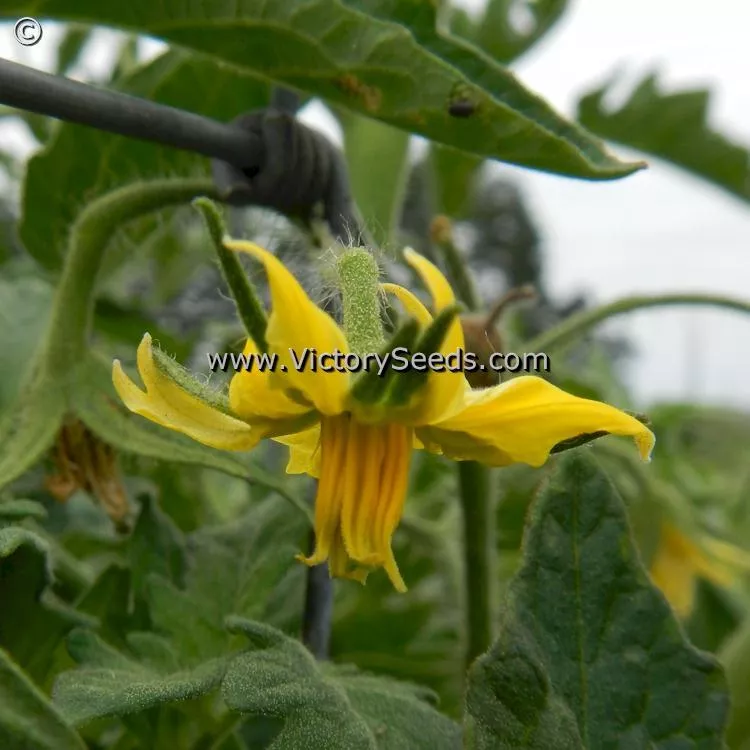 Shackelford Giant Pink Tomato