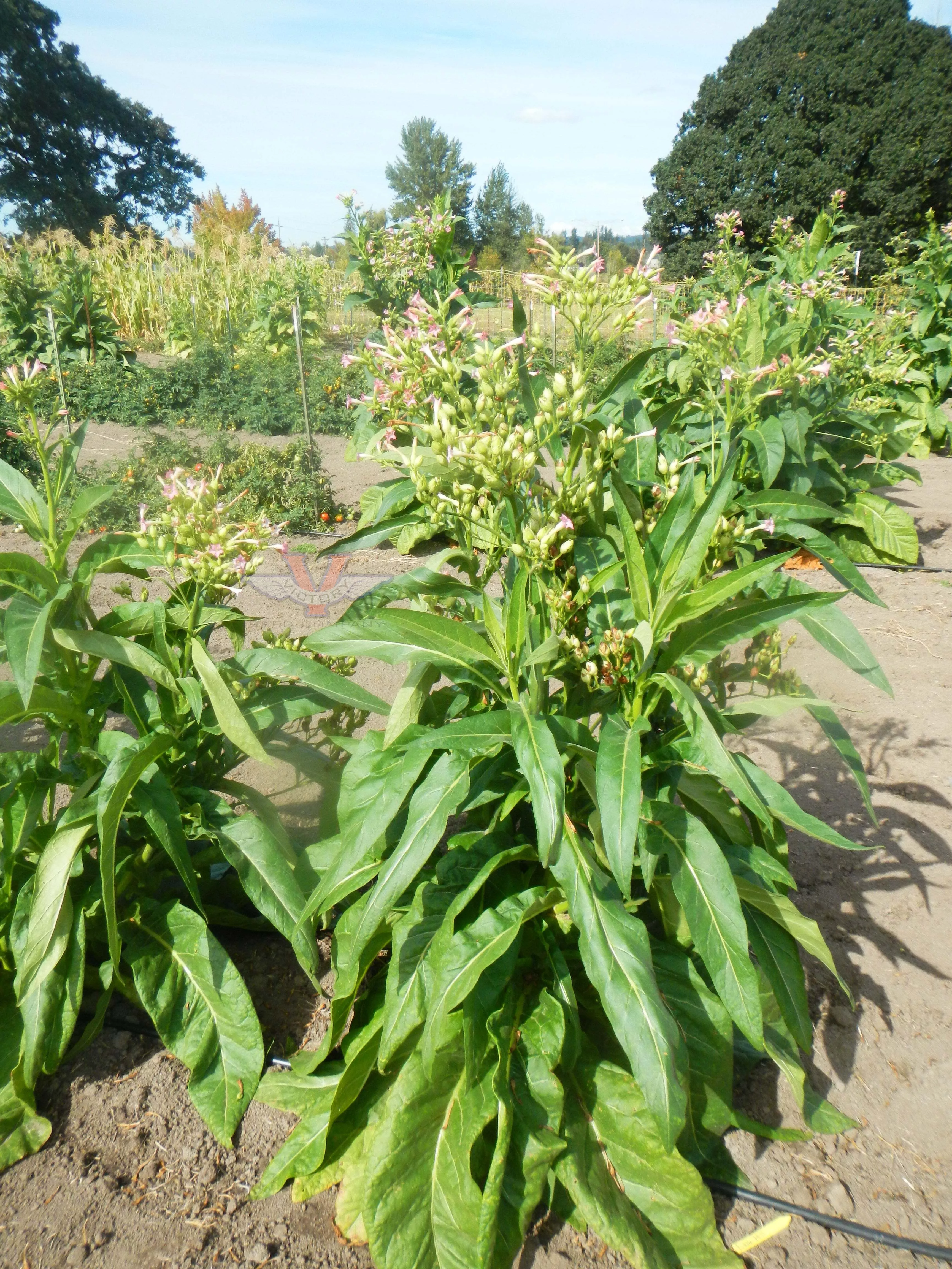 Little Hill Tobacco