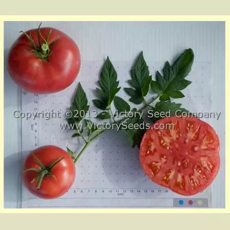 Louisiana All Season Tomato