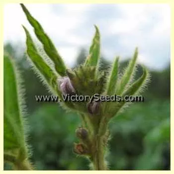 Hokkaido Black Soybean