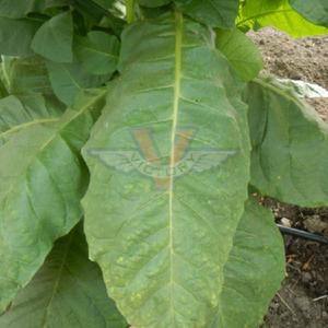Smyrna Tobacco