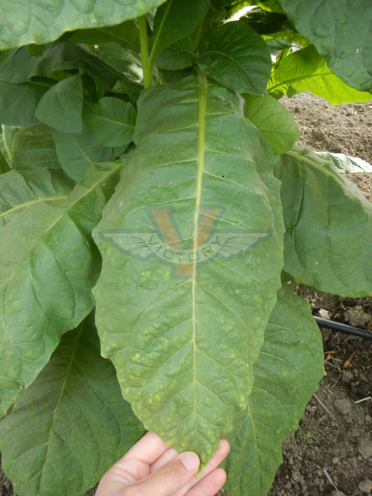 Smyrna Tobacco
