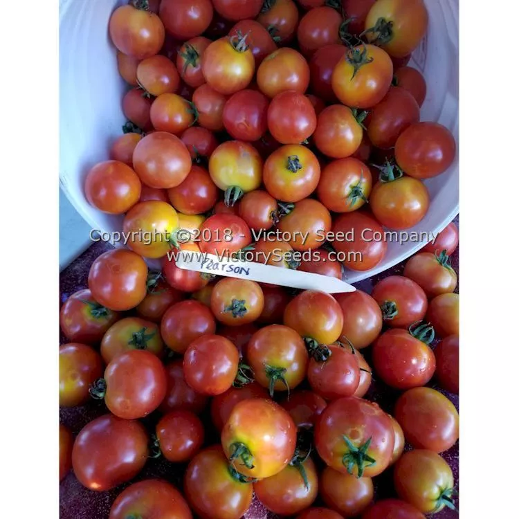 Pearson Tomato