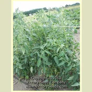 Mama Leone Tomato