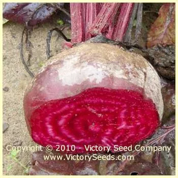 Bull's Blood Beet