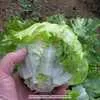 Iceberg Head Lettuce