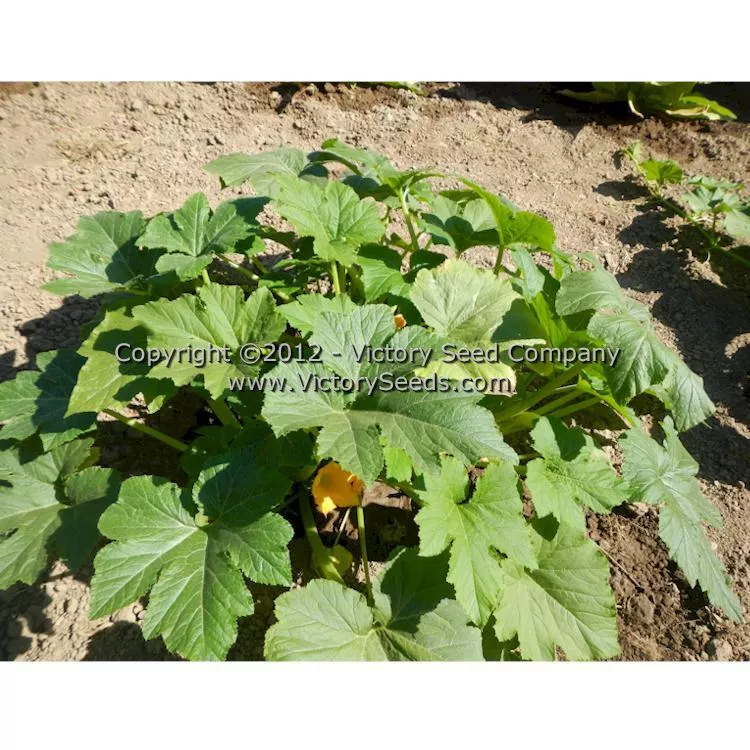 Early Prolific Straightneck Summer Squash