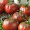 Black From Tula Tomato
